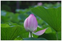 20180714_千葉公園のハス.jpg
