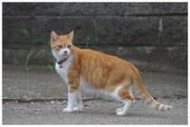 20180812_CAT.jpg