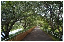 20180819_花見川沿い.jpg