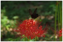 201809017_船戸の森.jpg