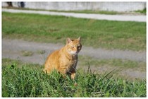 20180909_ねこ.jpg