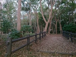 20181101_市民の森.jpg