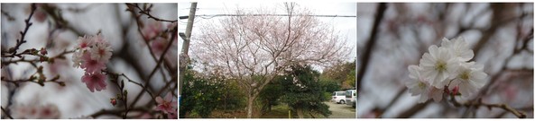 20181104_四季桜.jpg