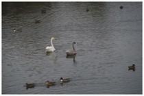 20181104_SWAN.jpg