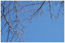 20190101_あの鳥は.jpg