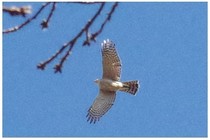 20190101_あの鳥はノートリミング.jpg