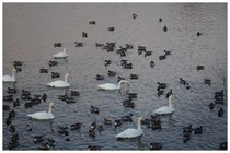 20190113_SWAN1.jpg