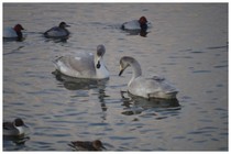 20190113_SWAN2.jpg
