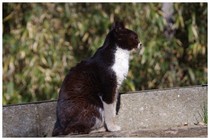 20190114_CAT1.jpg