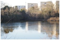 20190127_池の氷.jpg