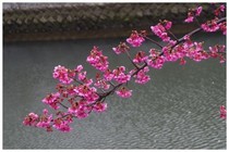 20190217_桜かな.jpg