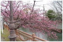 20190217_赤紫色の花.jpg