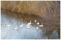 20190217_SWAN.jpg