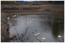 20190223_SWAN.jpg