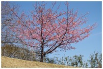 20190224_本牧山公園.jpg