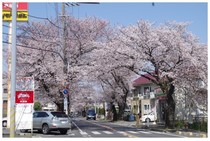 20190406_八ヶ崎桜並木1.jpg