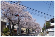 20190406_八ヶ崎桜並木2.jpg
