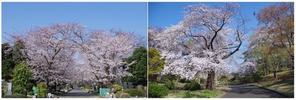 20190406_八柱霊園.jpg