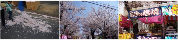 20190406_常盤平さくら祭.jpg