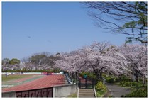 20190406_松戸運動公園.jpg