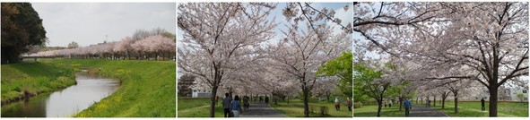 20190407_大堀川沿い.jpg