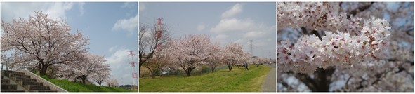 20190407_手賀沼・大堀川沿い.jpg
