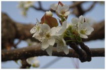 20190407_梨.jpg