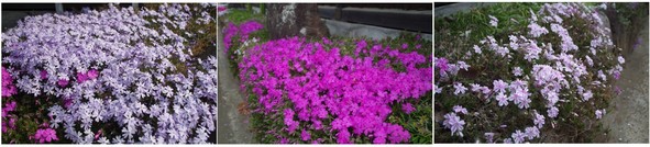 20190407_芝桜.jpg