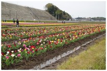 20190414_チューリップ植え方.jpg