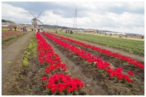 20190414_チューリップ1.jpg