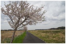 20190414_新川沿い.jpg