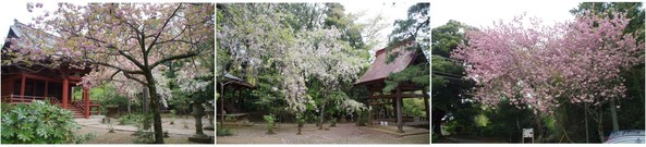 20190421_松虫寺.jpg
