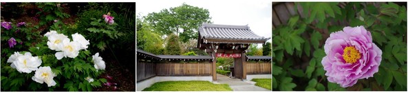 20190429_医王寺.jpg