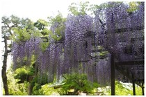 20190429_藤.jpg