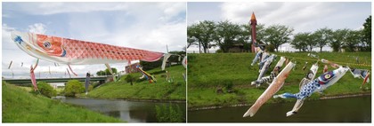 20190429_運河の鯉のぼり.jpg