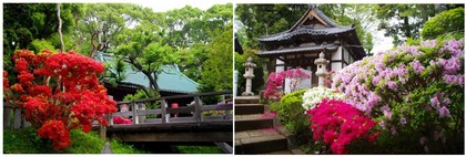 20190502_中山法華経寺2.jpg