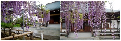 20190502_高円寺の藤.jpg