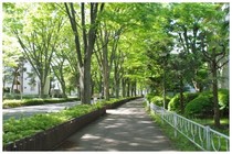 20190503_常盤平けやき通り.jpg