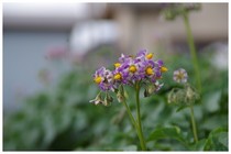 20190518_ジャガイモの花.jpg
