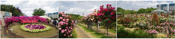 20190518_京成バラ園.jpg