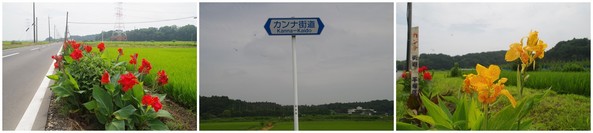 20190713_カンナ街道.jpg