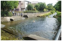 20190811_落合川2.JPG