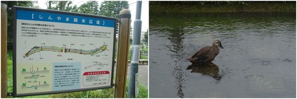 20190811_黒目川.jpg