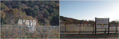 20191130_あしかがフラワーパーク.jpg