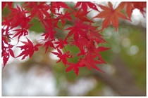 20191201_市制記念公園の紅葉.JPG