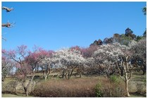 20200208_七次第一公園.JPG