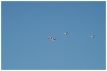 20200209_白鳥5羽.JPG