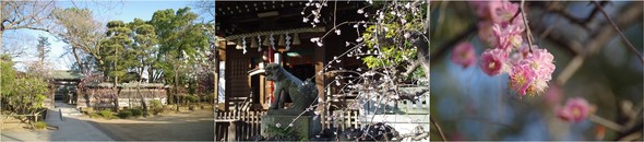 20200224_白幡神社.jpg