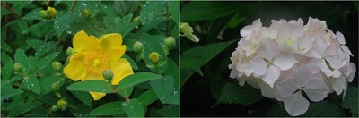 20200527_梅雨時の花.jpg