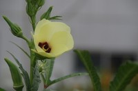20200919_オクラ.JPG